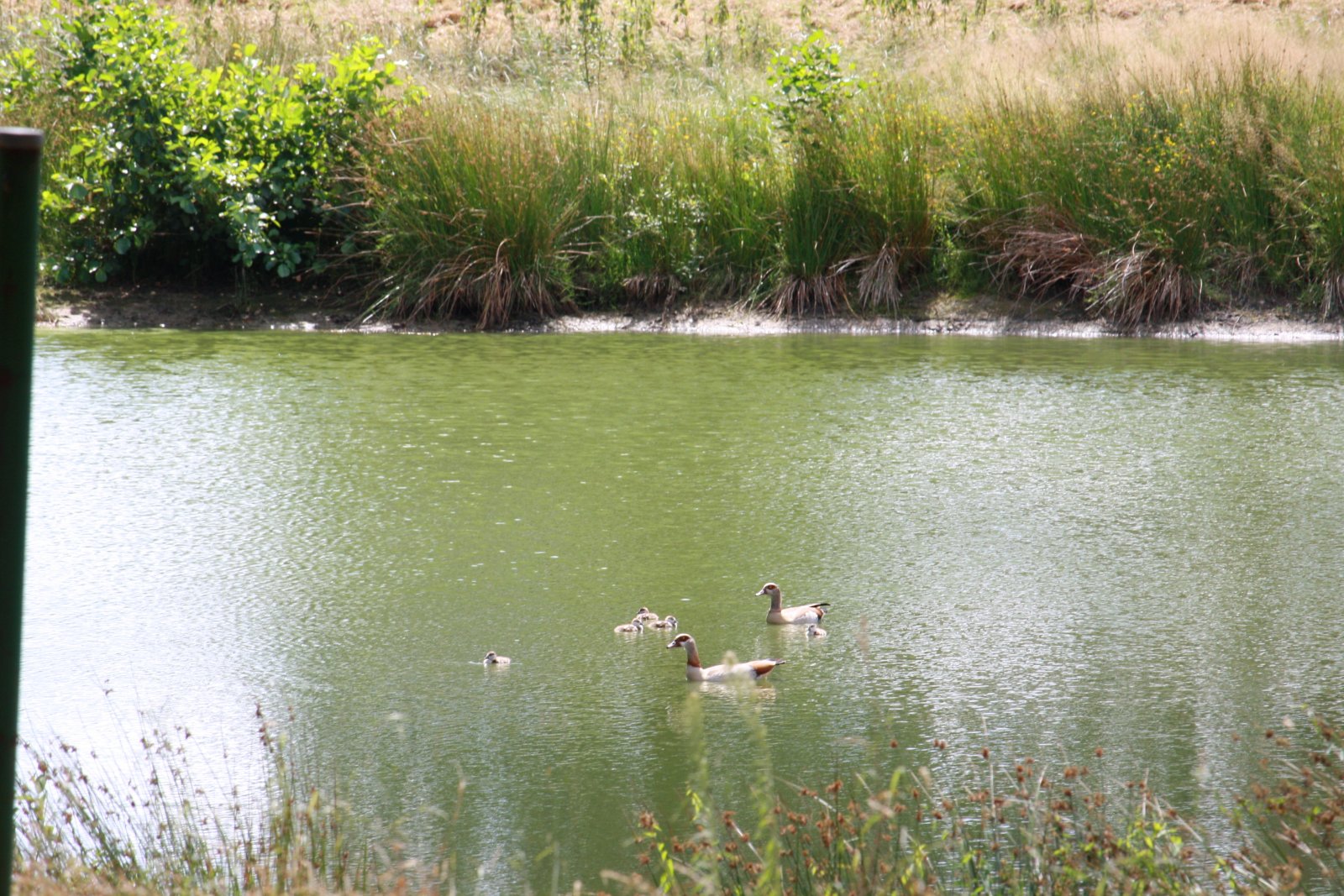 Seltenes Naturgrundstück im Emsland – 4 ha Weide, 2 Teiche, Gebäude genehmigt, komplett eingezäunt