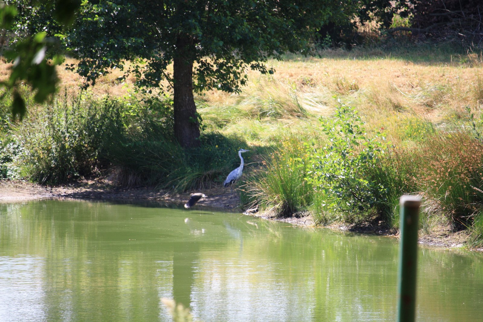 Seltenes Naturgrundstück im Emsland – 4 ha Weide, 2 Teiche, Gebäude genehmigt, komplett eingezäunt
